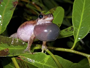 Bleating: Bleating Tree Frog