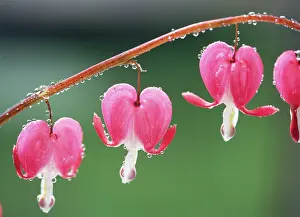 Dicentra: Bleeding Heart