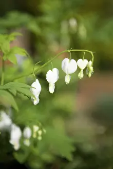 Spectabilis: Bleeding heart