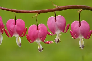Formosa: Bleeding-heart (Dicentra formosa); from North America