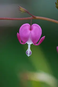 Lady: Bleeding Heart, Dicentra spectabilis, Pink flower