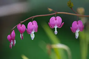 Lady: Bleeding Heart, Dicentra spectabilis, Pink flowers
