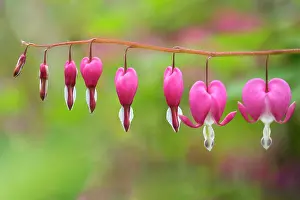 Venuss: Bleeding heart, Dicentra spectabilis, Pink subject