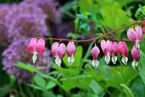Venuss: Bleeding heart, Dicentra spectabilis, Red subject