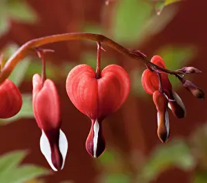 Spectabilis: Bleeding heart, Dicentra spectabilis Valentine