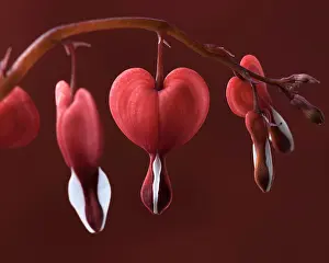 Spectabilis: Bleeding heart, Dicentra spectabilis Valentine