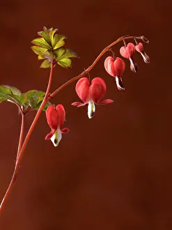 Spectabilis: Bleeding heart, Dicentra spectabilis Valentine