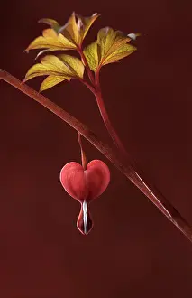 Spectabilis: Bleeding heart, Dicentra spectabilis Valentine