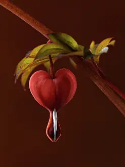 Spectabilis: Bleeding heart, Dicentra spectabilis Valentine