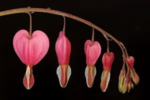 Condition: Bleeding Heart (Lamprocapnos spectabilis) again