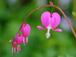 Zwick: Bleeding heart (Lamprocapnos spectabilis). Germany