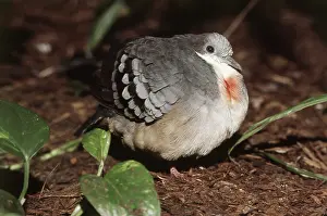 Warmth: Bleeding Heart Pigeon