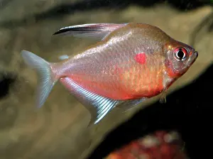 Tetra: Bleeding Heart Tetra