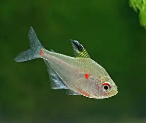 Tetra: Bleeding heart tetra - side view, tropical freshwater