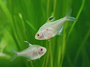 Tetra: Bleeding heart tetras - side view, tropical freshwater