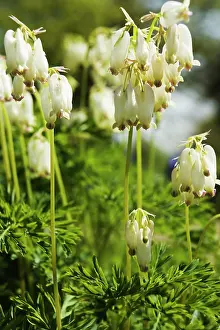 Dicentra: alba