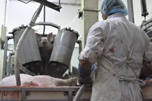 Blouse: Bleeding Pigs after killing Rodez slaughterhouse France