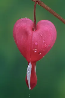 Venuss: Bleedingheart