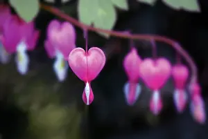 Dicentra: Bleedingheart