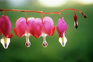 Dicentra: Bleedingheart