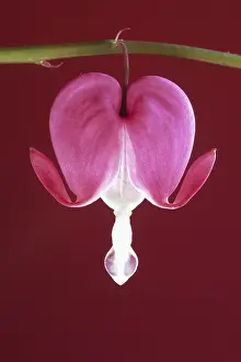 Venuss: Bleedingheart