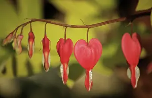 Venuss: Bleedingheart