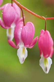 Dicentra: Bleedingheart