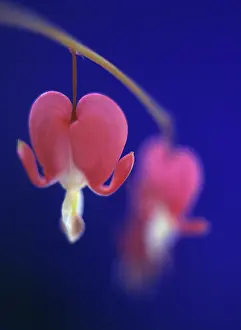 Dicentra: Bleedingheart