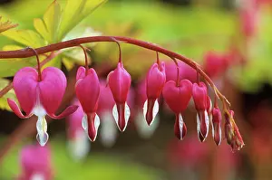 Venuss: Bleedingheart