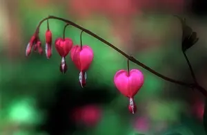 Weak: Bleedingheart