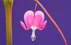 Venuss: Bleedingheart