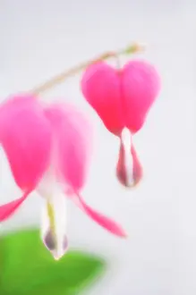 Venuss: Bleedingheart