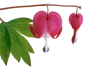 Venuss: Bleedingheart