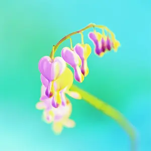 Dicentra: Bleedingheart