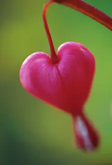 Venuss: Bleedingheart