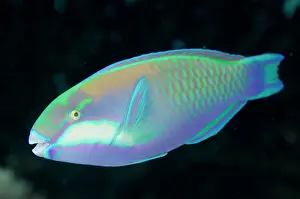 Barat: Bleekeri, Bleekers parrotfishes (Scaridae) Bleekers