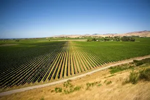 Verdant: Blenheim, New Zealand. The northern area