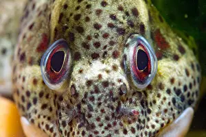 Blenny: Blenny (Blenniidae sp) detail, Around the Island