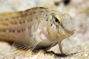 Blenny: Blenny (Blenniidae sp) portrait, Around the Island
