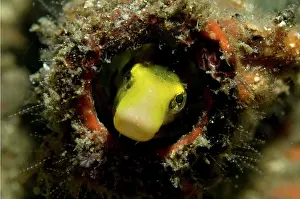 Blenny: Blenny in bottle