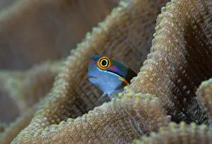 Comb: Blenny fish (Blenniidae) poking it's head