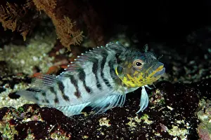 Blennies: Blenny Galapagos Islands UNESCO Natural World Heritage Site