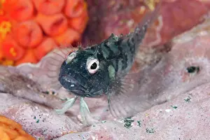 Blennies: Blenny, Malpelo Island, National Park, Natural World Heritag