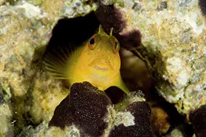 Blennies: Blenny, Parablennius pilicornis, female, Punta Madonna dive-