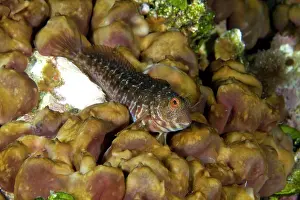 Blennies: Blenny, Parablennius pilicornis, male, Punta Madonna dive-si