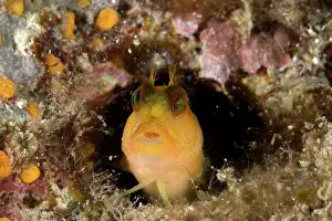 Blenny: Blenny, Parablennius zvonimiri, Vervece rock, Marine Protect