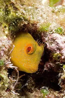 Blenny: Blenny, Parablennius zvonimiri, Vervece rock, Marine Protect