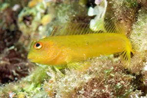 Blenny: Blenny, Parablennius zvonimiri, Vervece rock, Marine Protect