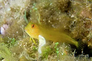 Blenny: Blenny, Parablennius zvonimiri, Ischia Island, Italy, Tyrrhe