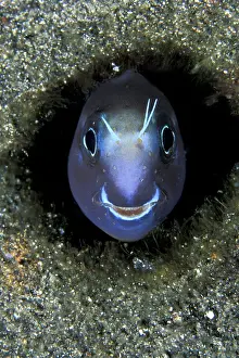 Blenny: blenny portrait, Ecsenius sp. Witu Islands, West New Brita